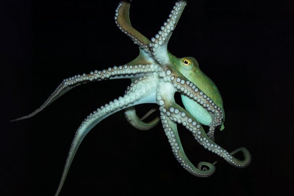 Kraken 2krn