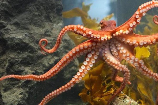 Kraken13at