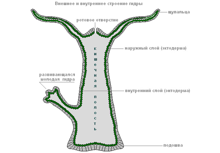 Кракен наркошоп сайт