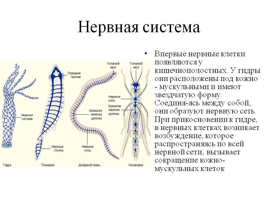 Ссылка на кракен krawebes