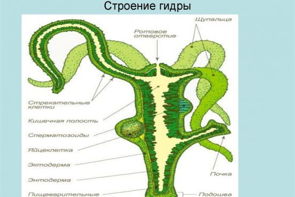 Kraken forum